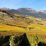 Lutter contre le morcellement des parcelles et rajeunir un vignoble vieillissant : des étapes pour renforcer la vigne en Valais
